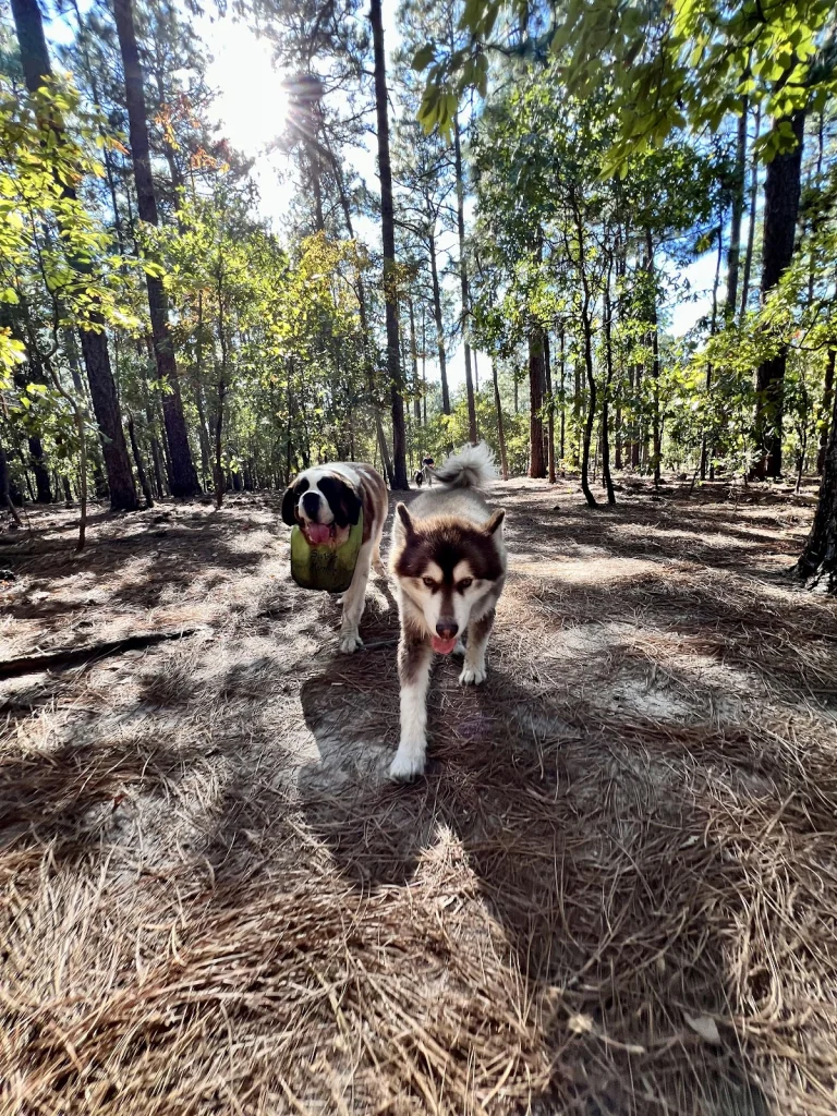 Terry Martin Memorial Dog Park, a dog-friendly dog park in San Bernardino County, California