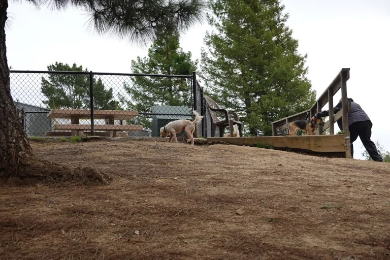 University Terrace Dog Park, a dog-friendly dog park in Santa Cruz County, California