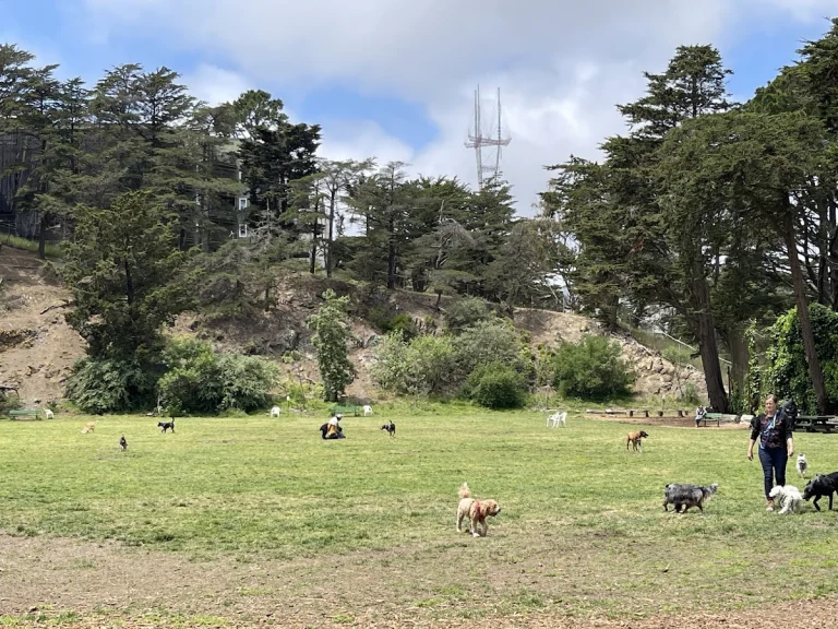 Upper Douglass Dog Play Area, a dog-friendly dog park in San Francisco County, California