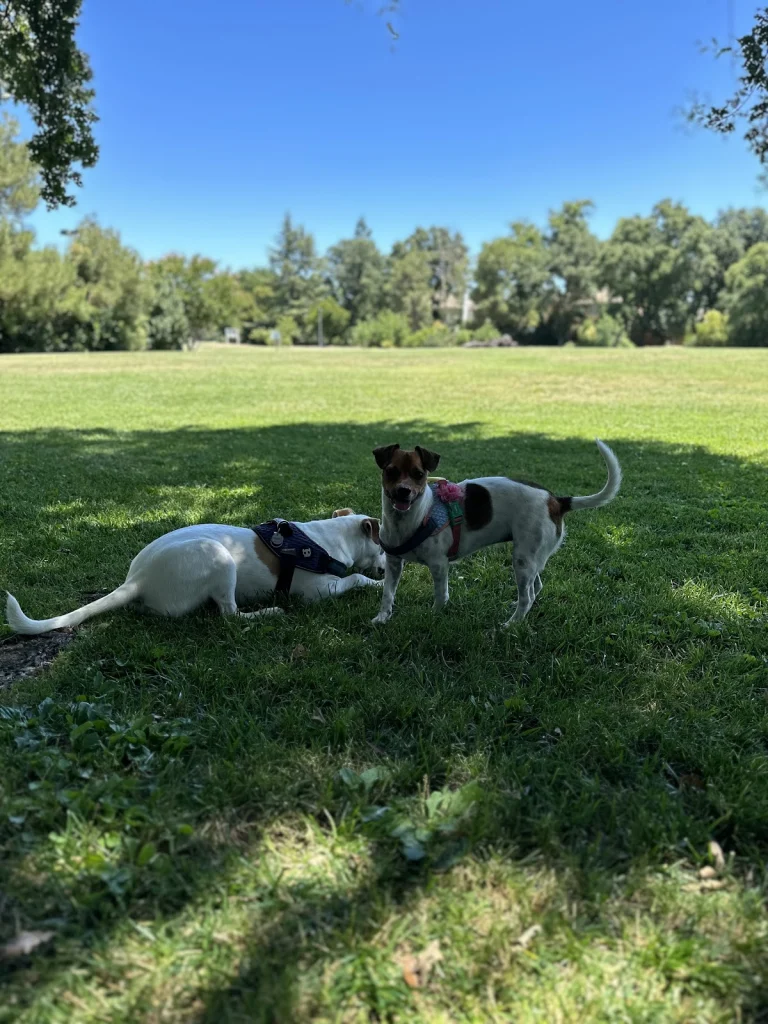 Walnut Park Dog Area, a dog-friendly dog park in Yolo County, California