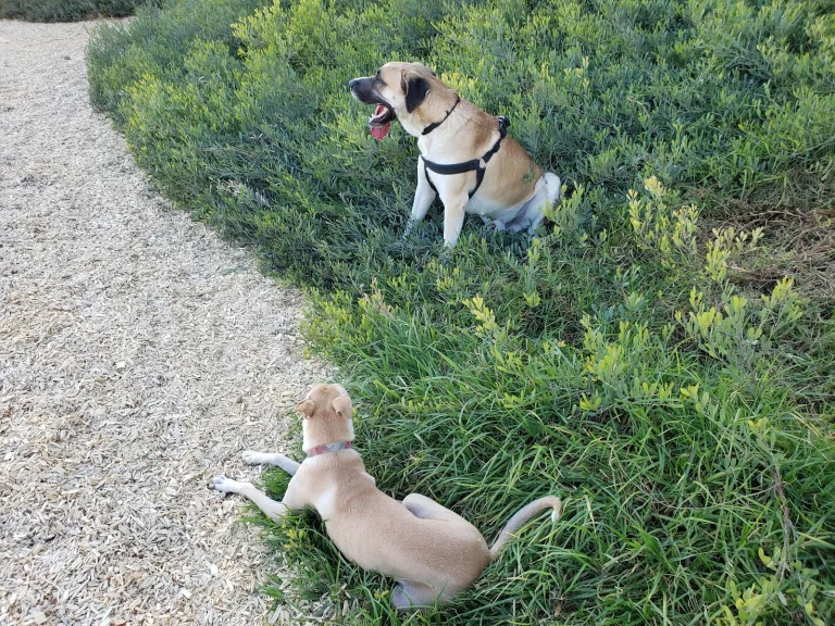 Aldergate Dog Park Menifee