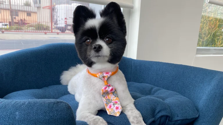 Angie’s Pooch Pawlor