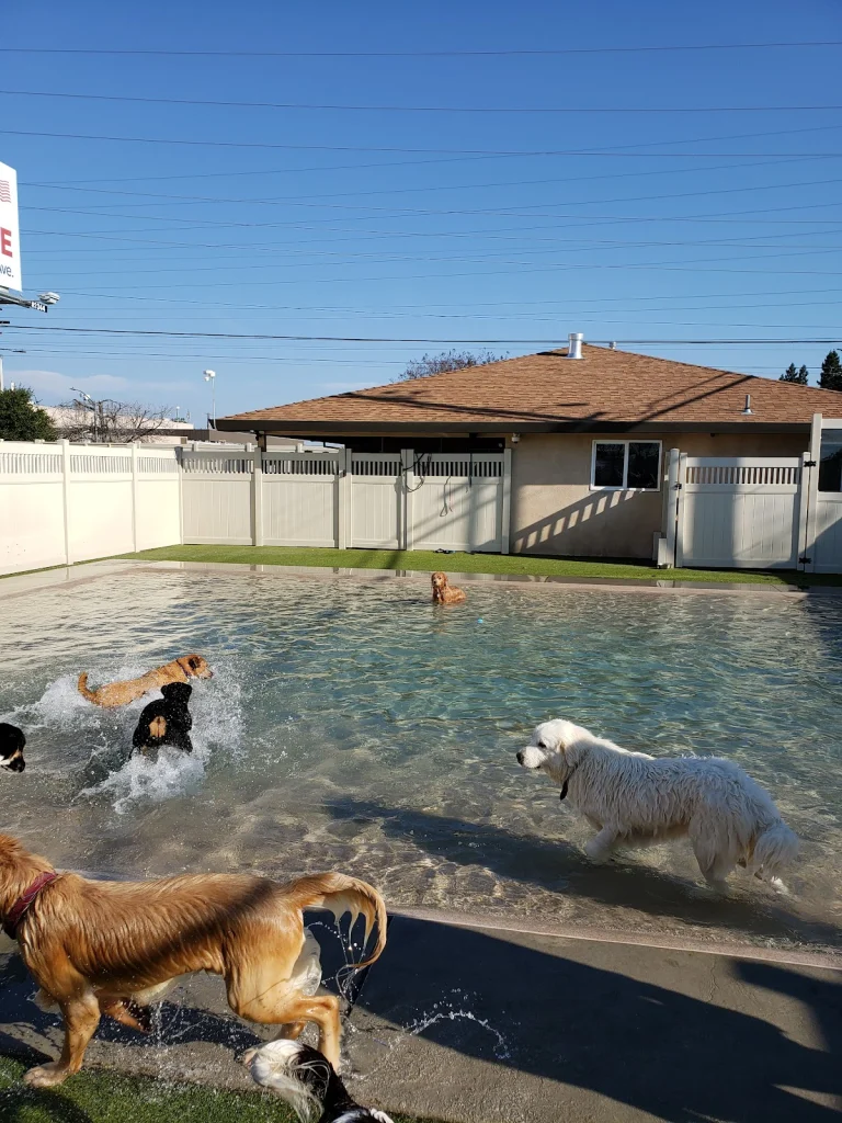 Animal Den Pet Resort & Spa