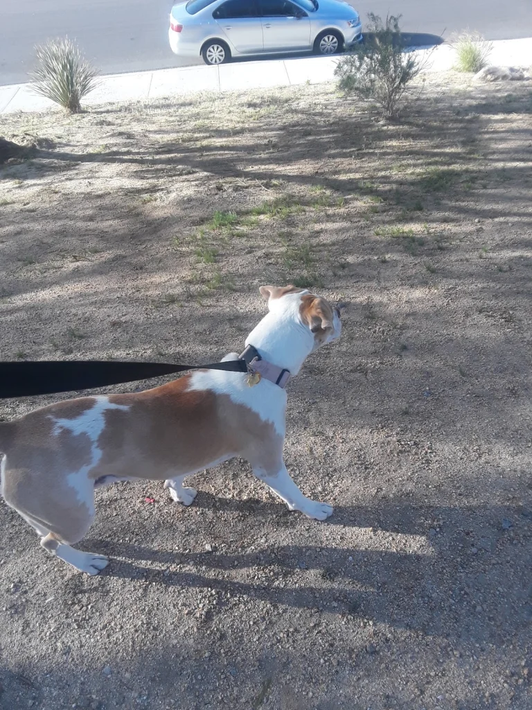 Animal Samaritans, a dog-friendly lost dog resource in Thousand Palms, California