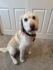 Art Pet Mobile Grooming Google Places photo