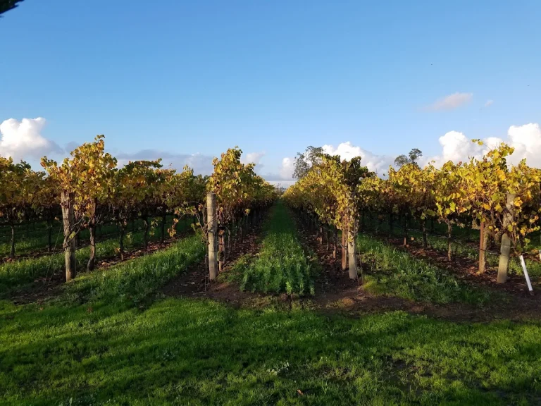 Balletto Vineyards & Winery, a dog-friendly winery in Santa Rosa, California