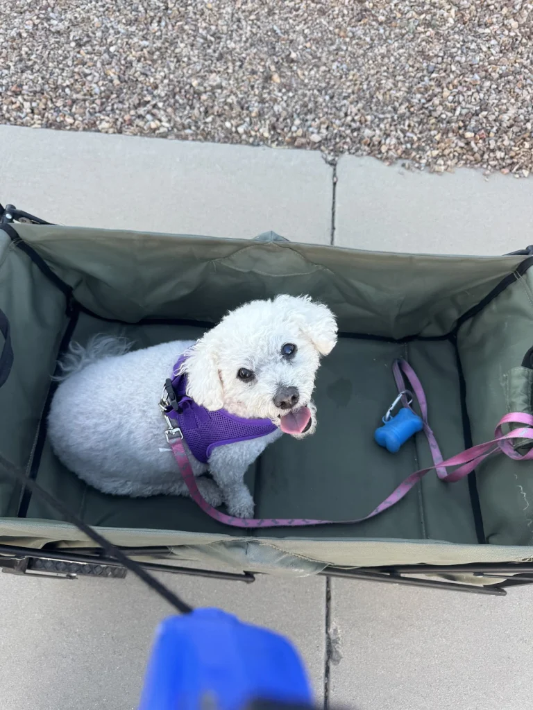 Bichon FurKids, a dog-friendly animal rescue in Carlsbad, California