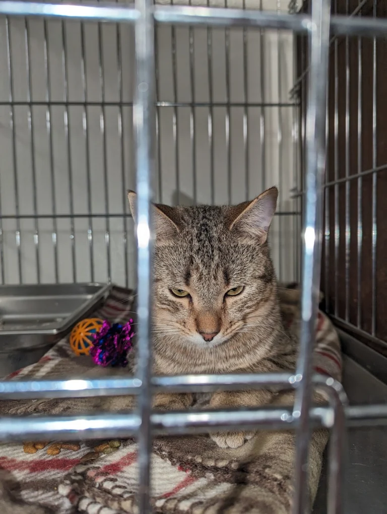 Big Bear Animal Shelter