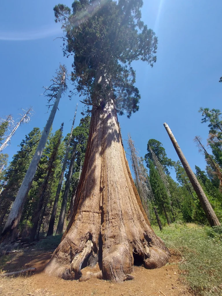 Big Trees Loop Trailhead