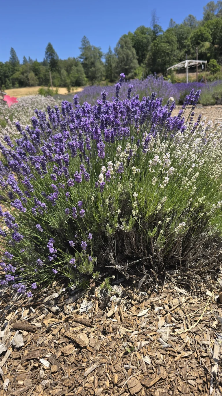 Bluestone Meadow Farm, a dog-friendly hiking trail in Placerville, California
