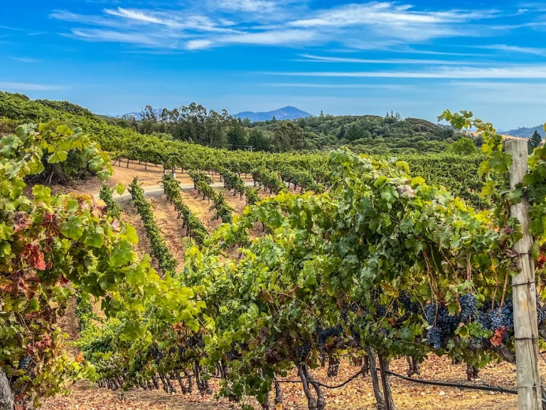 BobDog Wines, a dog-friendly winery in Cloverdale, California