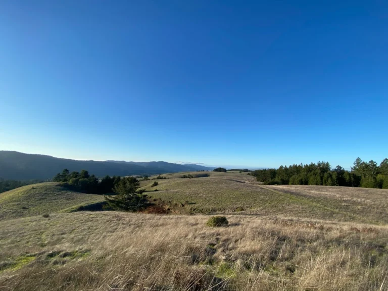 Light brownish-yellow grasses on a ridge crest with a dark green forested ridge in the background.