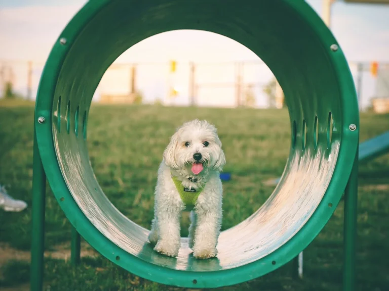 BVS dog park (small), a dog-friendly dog park in Los Angeles, California