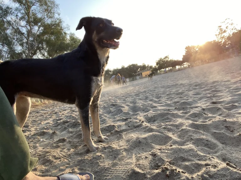 Canine Corners Dog Park