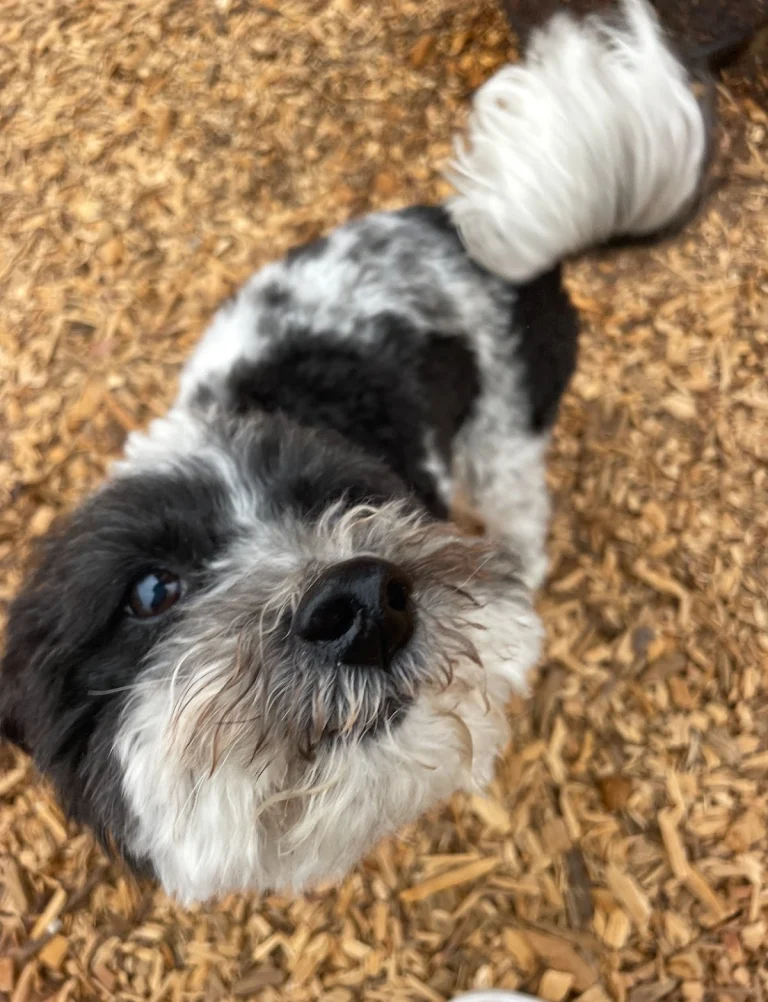 Casa de Amigos Animal Hotel, a dog-friendly pet boarding facility in Monterey, California