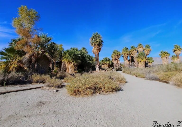 Coachella Valley, a dog-friendly bar in Thousand Palms, California