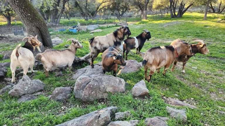 Coffee with Critters