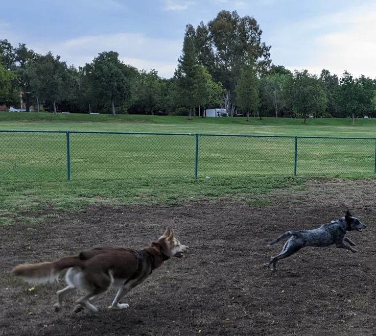 Community Park Dog Run