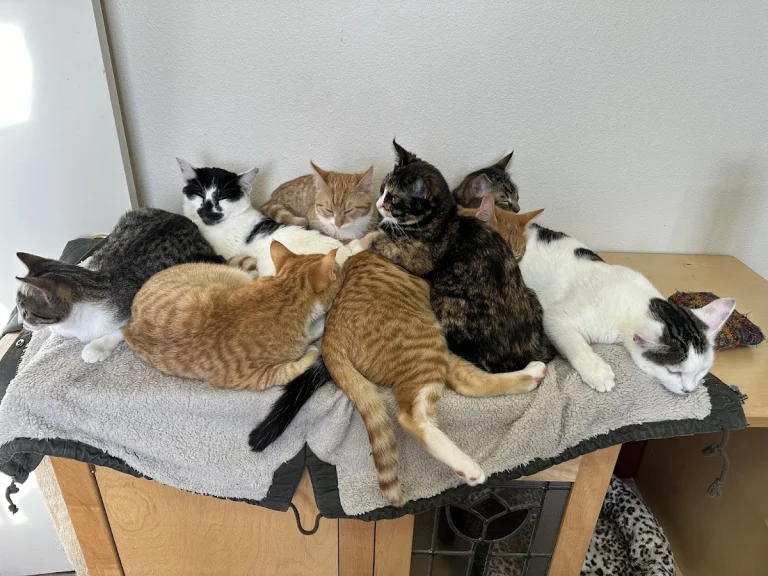 Companion Animal Foundation, a dog-friendly local service in Eureka, California