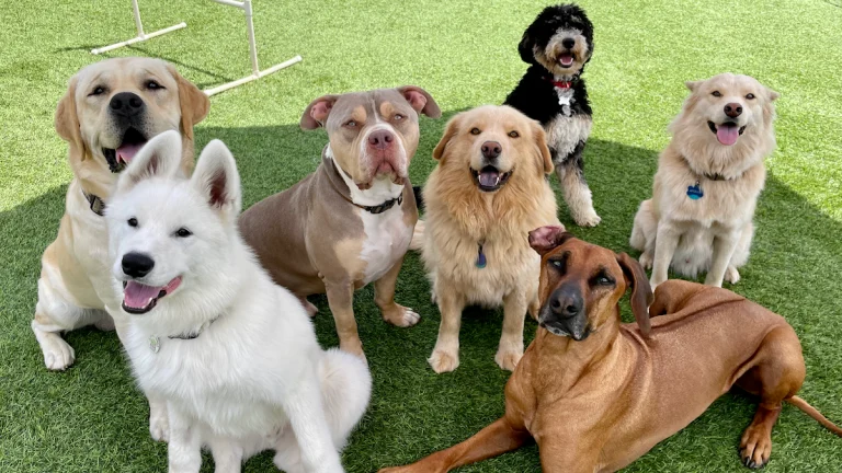Crafty Canine Club, a dog-friendly pet boarding facility in Poway, California