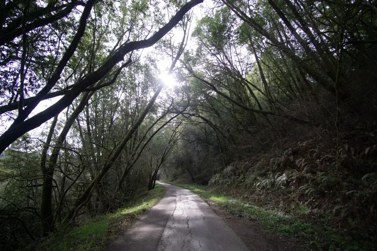Sunlight filters through the branches of trees that arch over a paved trail.