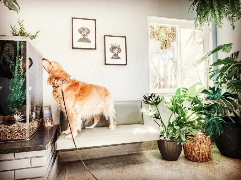 Del Mar Pet Hospital, a dog-friendly veterinary clinic in Aptos, California
