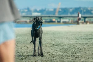 Dog beach san diego