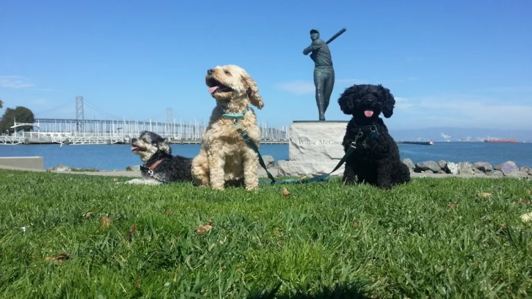 DogPAC San Francisco