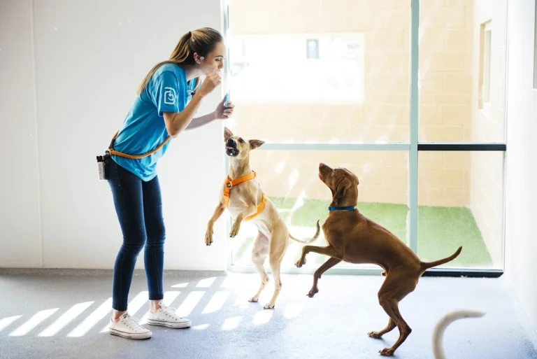 Dogtopia of San Marcos, a dog-friendly pet boarding facility in San Marcos, California