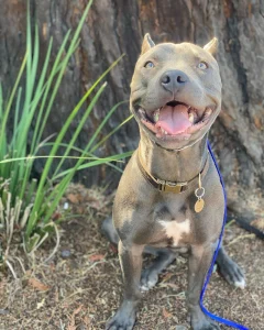 Dogz101 LLC — Google Places photo