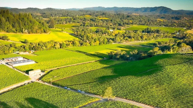 Dutton-Goldfield Winery, a dog-friendly winery in Sebastopol, California