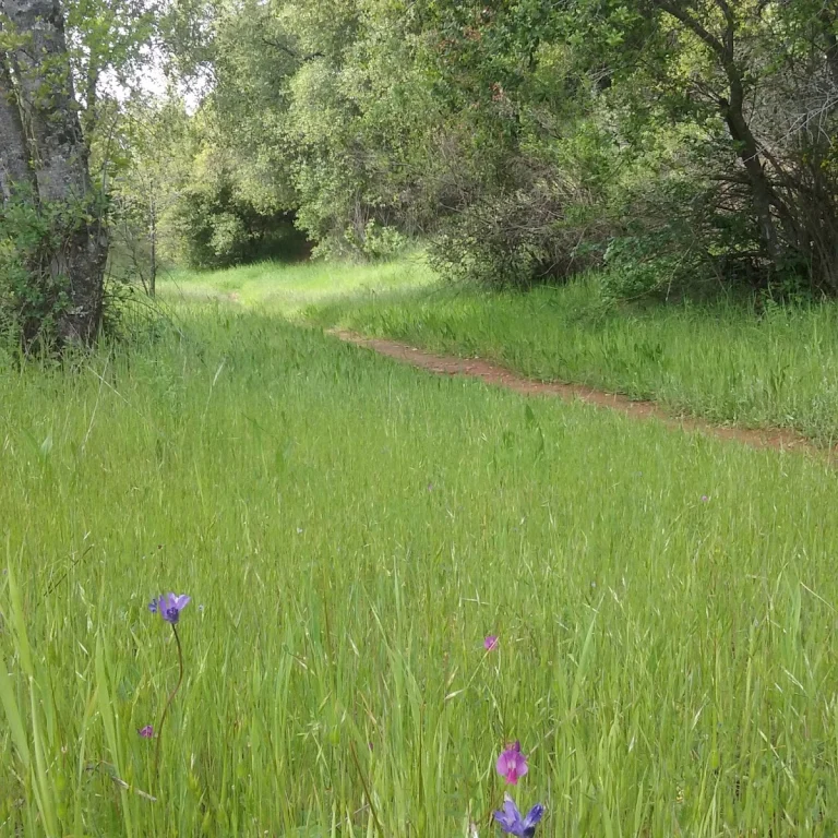 El Dorado Trail, a dog-friendly hiking trail in Placerville, California
