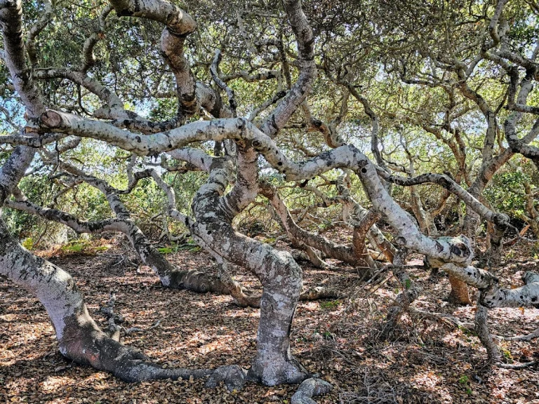 El Moro Elfin Forest, a dog-friendly hiking trail in Los Osos, California