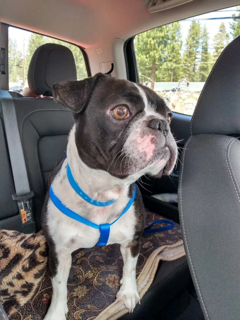 Family Dog Rescue