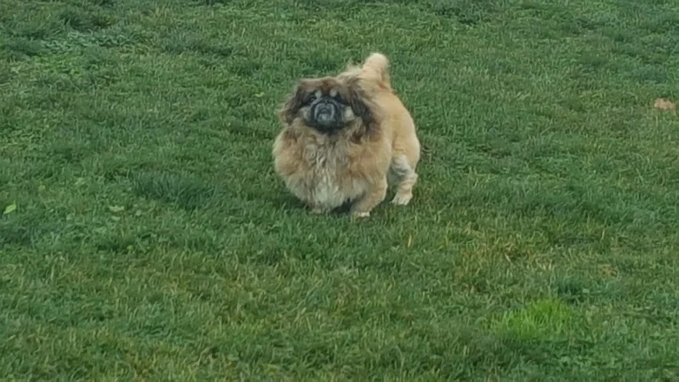 FIDO Field Dog Park