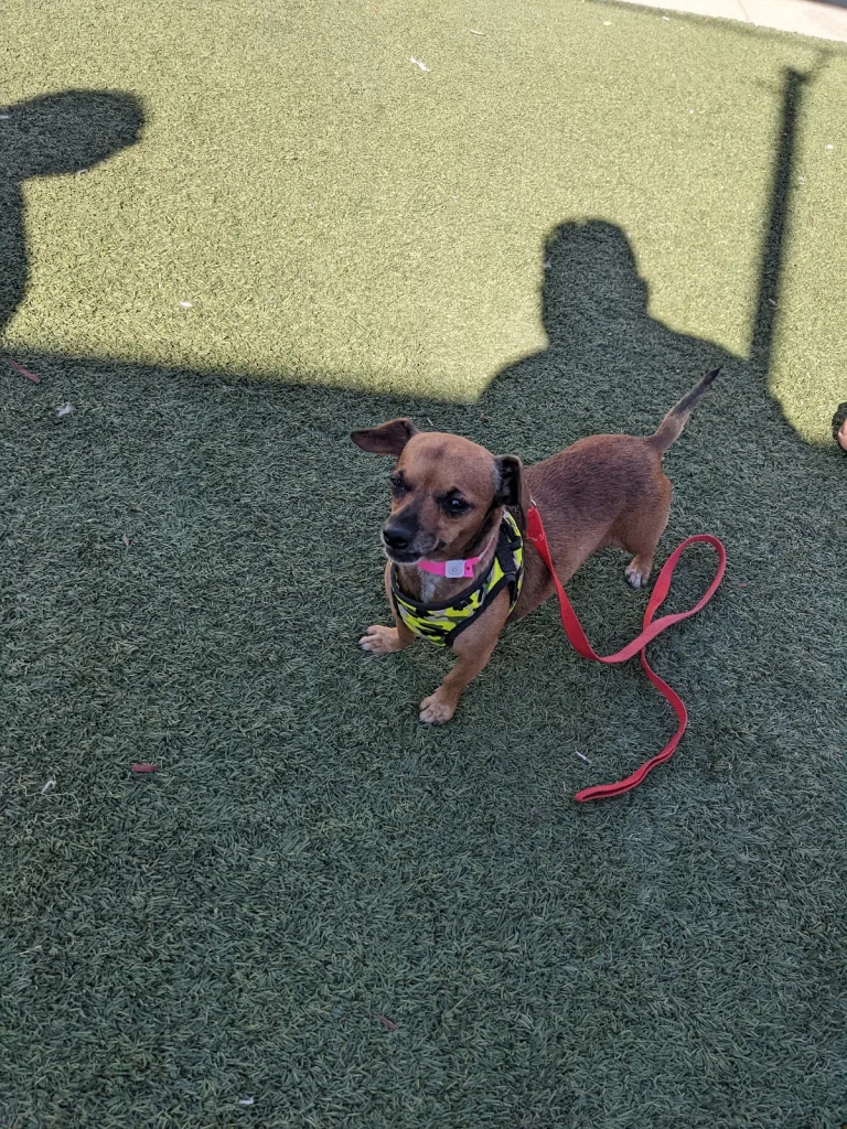For the Sake of Dogs