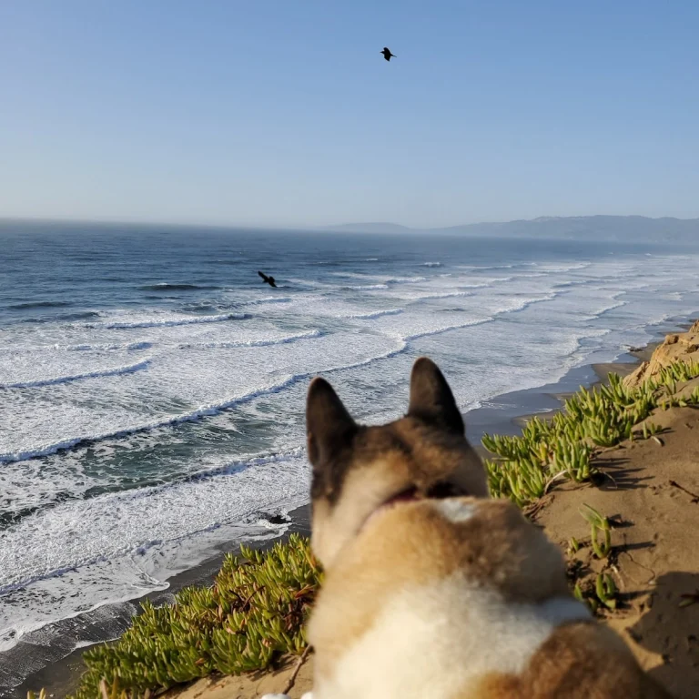 Fort Funston Dog Walkers, a dog-friendly local service in San Francisco, California