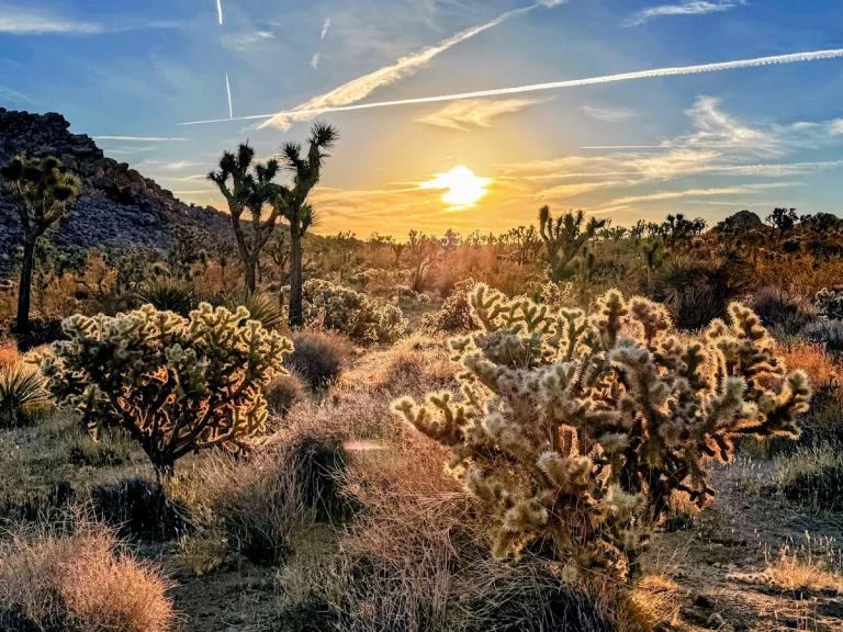 Friendly Hills Hike, a dog-friendly hiking trail in Joshua Tree, California