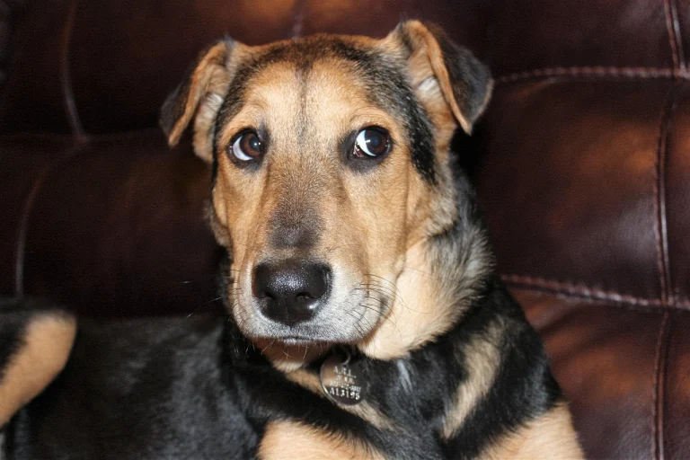 black and tan, rescue dog, shepard puppy, rescue dog, rescue dog, rescue dog, rescue dog, rescue dog