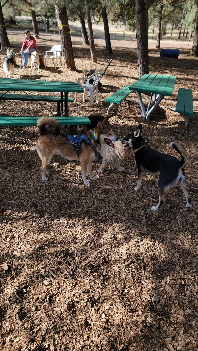 GCSD Dog Park