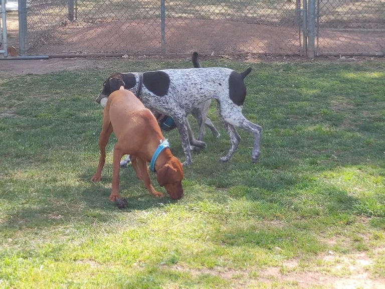 George Bellis Dog Park