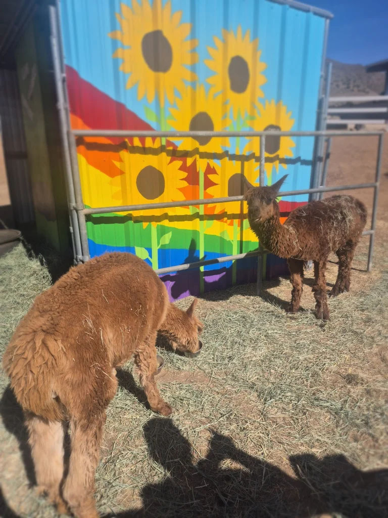Grand-Paws Senior Sanctuary, a dog-friendly animal rescue in Acton, California