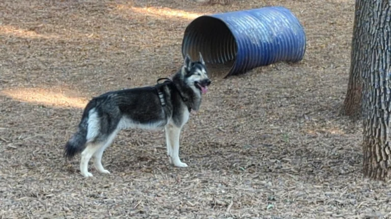 Groveland Dog Park