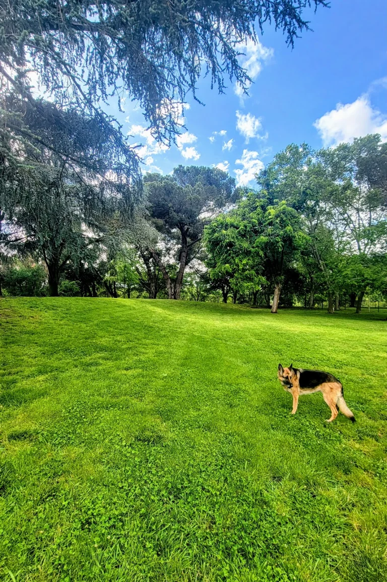 Hagan Community Dog Park