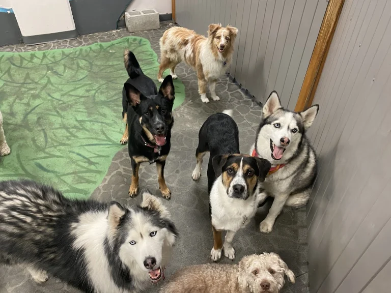 Hair of the Dog Pet Concierge, a dog-friendly dog grooming salon in Stateline, California