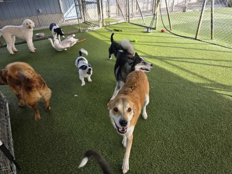 Happy Dog Day Care & Boarding, a dog-friendly pet boarding facility in Eureka, California