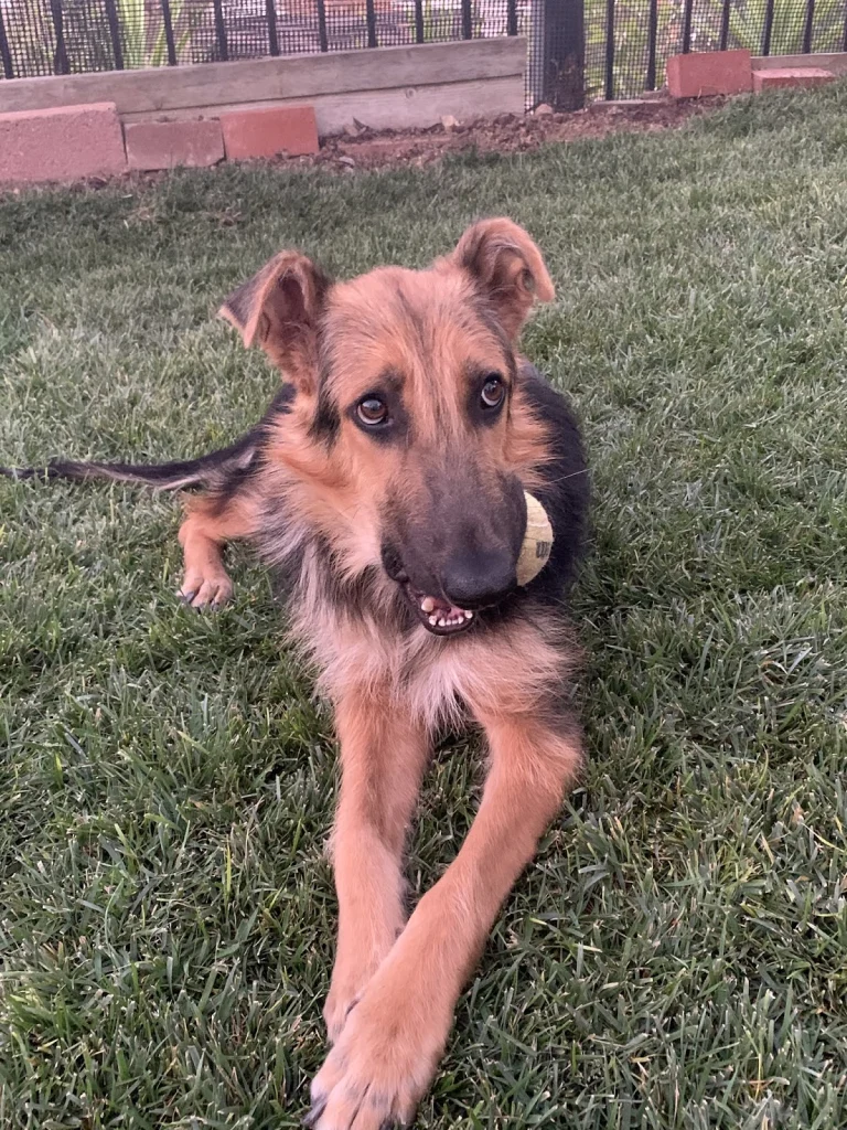 Happy Hearts German Shepherd, a dog-friendly animal rescue in La Mesa, California