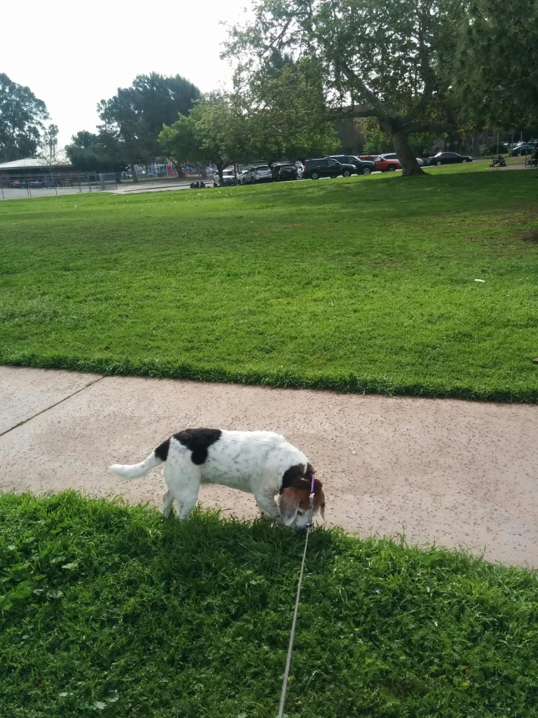 Harbour View Dog Park