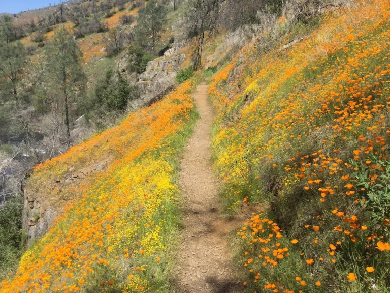 Hite Cove Trail, a dog-friendly hiking trail in El Portal, California