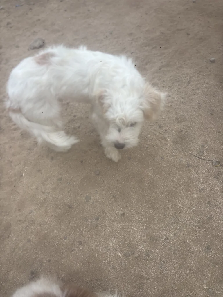 Holly's Garden Rescue, a dog-friendly animal rescue in La Mesa, California